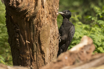 Black Woodpecker