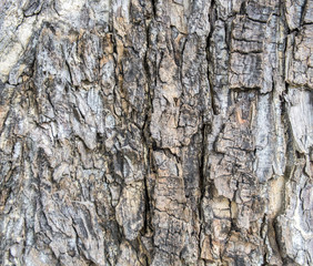 Bark of plane tree and background texture