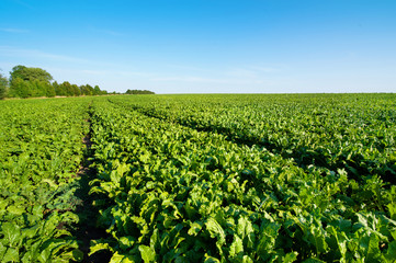 Sugar beet green leaves in field with blue sky
