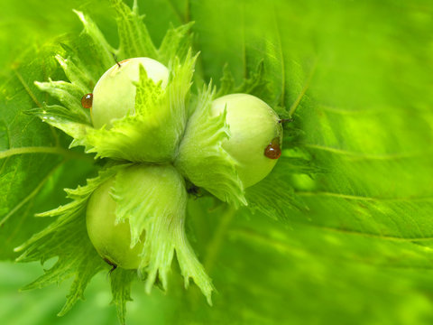 Green young hazel nut growing on a tree branch. Three fresh unripe green hazelnut close up
