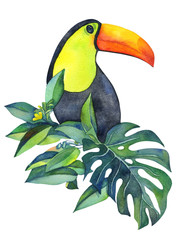 toucan