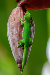 Gecko