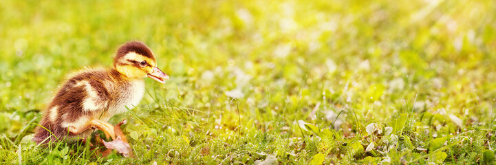 Indian Runner Duck Chick
