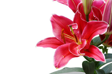 Beautiful Lily flower isolate on white2