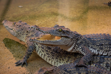 Crocodile saltwater Thailand