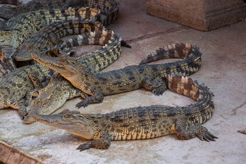 Crocodile saltwater Thailand