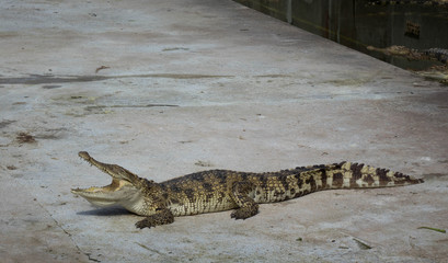 Crocodile saltwater Thailand