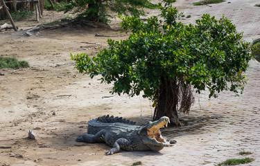 wild, power, powerful, background, rough, aggressive, tropical, tooth, aggression, head, carnivore, hunter, strength, dangerous, close, predator, skin, crocodile, hunting, leather, danger, water, natu