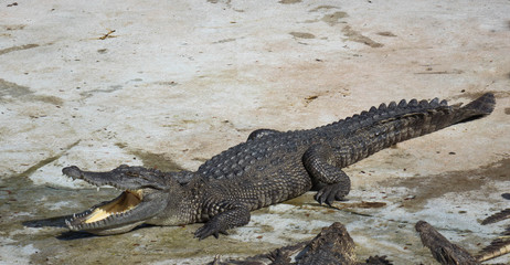 Crocodile saltwater Thailand