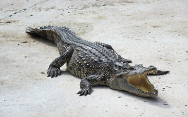 Crocodile saltwater Thailand