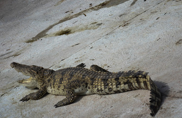 Crocodile saltwater Thailand