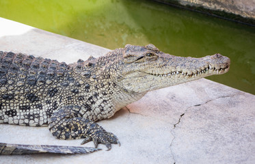 Crocodile saltwater Thailand
