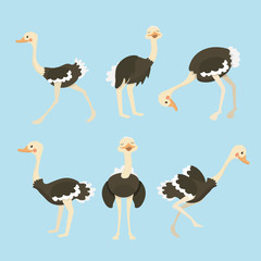 Cute ostrich cartoon collection set. 
 - obrazy, fototapety, plakaty