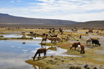 Alpagas et vigognes de l'altiplano andin au Pérou