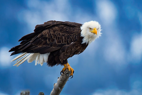 Eagle Perch