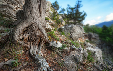 Roots of the tree trunk on the mountain among the rocks. Focus on the roots