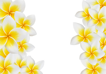 Frangipani design collage isolate on white1 © Tanewpix4289
