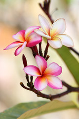 Frangipani flowers close up 