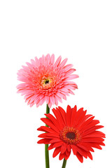 Gerbera flower collage isolated on white4