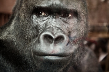 Portrait of a male gorilla