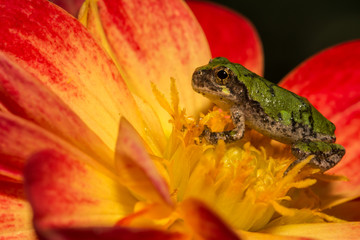 Gray Tree Frog on  a flower in the garden.
