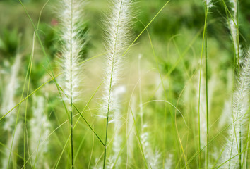 A colorful grass flower and light photo