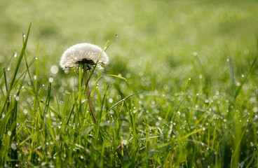 Macro of dandelion in the grass
