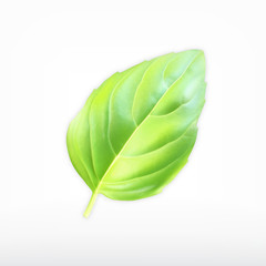 Green basil leaf