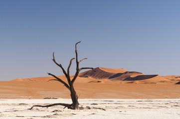 Fototapeta na wymiar Dead acacia trees and dunes in the Namib desert / Dunes and dead acacia trees in the Namib desert, Dead Vlei, Sossusvlei, Namibia, Africa.
