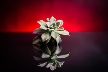 Closeup bloom plant
