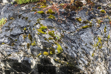 Dark smooth stone rock with green moss