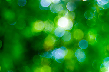 Fototapeta premium Abstact defocus bokeh light background made of forest style.