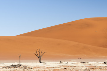 Dead acacia trees and dunes in the Namib desert / Dunes and dead acacia trees in the Namib desert, Dead Vlei, Sossusvlei, Namibia, Africa.