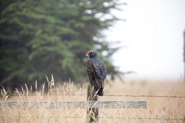 Beautiful Turkey Vulture spotted near Point Reyes Sea Shore