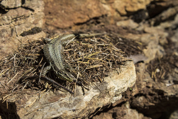 A lizard on the stone