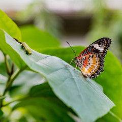 Butterfly on plant