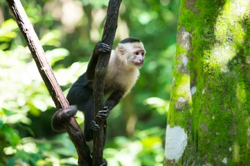 Photo sur Plexiglas Singe Singe capucin assis sur une branche d& 39 arbre dans la forêt tropicale du Honduras