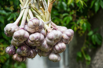 Two bundles of garlic drying in the sun - closeup