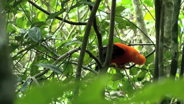 Cock of the rocks in the branch of a tree. Audio background song of this bird.