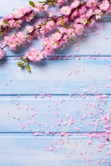 Background  with  pink  sakura flowers on blue wooden planks.