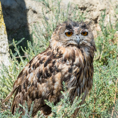 Eurasian eagle-owl, Bubo bubo, eagle

