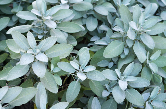 Plant of sage, aromatic herb