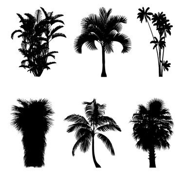 Tropical trees and palm trees silhouettes for architectural compositions with backgrounds. Vector illustration