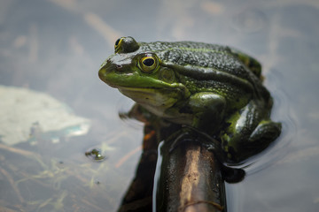 Great green toad on the water in the lake