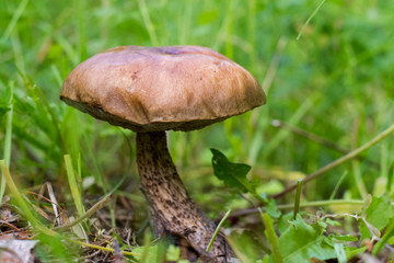 Great white mushroom in grass in the nature