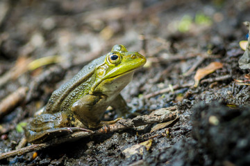 Big green toad on the water in the lake