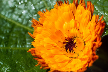 Yellow-red flower on the grass in the garden