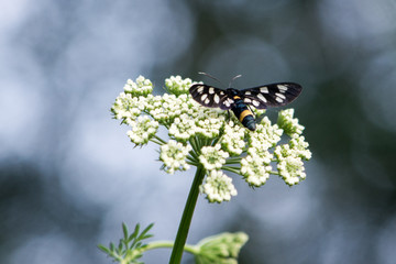 Butterfly sitting on a white flower in the garden