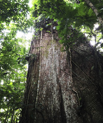 Tree inside a rainforest in Costa Rica