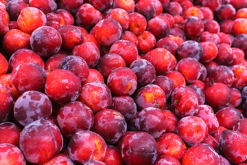 Fresh raft plums poured into the box in the market.